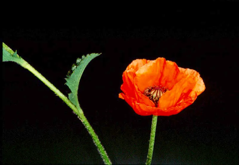 Amapola. Aldo Brando