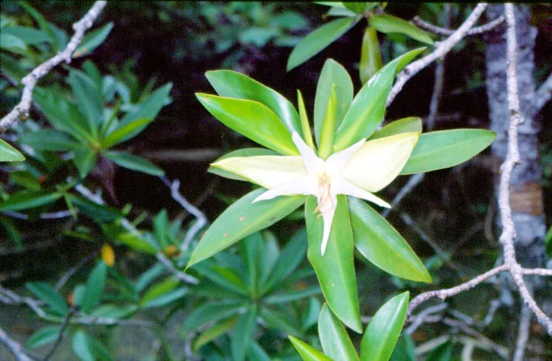 La flor del mangle, su hbitat en Baha Mlaga, es clara muestra de la riqueza vegetal de la selva hmeda tropical colombiana. Aldo Brando