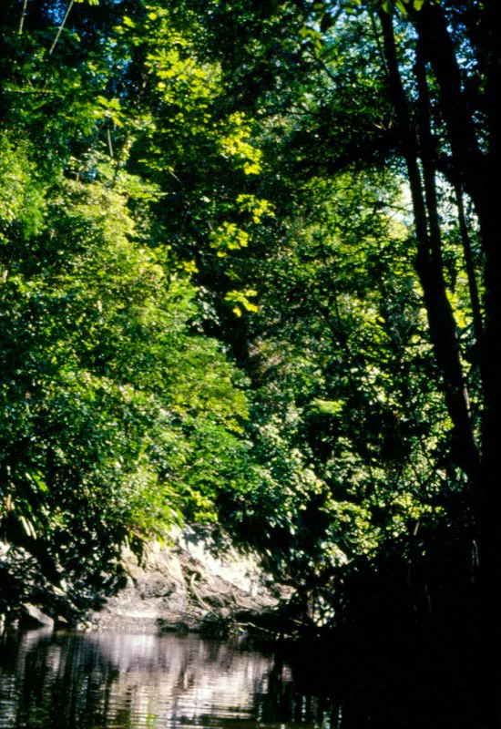 La regin del Pacfico cubre una superficie cercana a los siete millones de hectreas, y est formada por bosques de mangle, colinas, zonas dedicadas a la colonizacin y la agricultura y extensos bosques madereros que contienen una de las muestras ms ricas y variadas en flores. Jos Fernando Machado