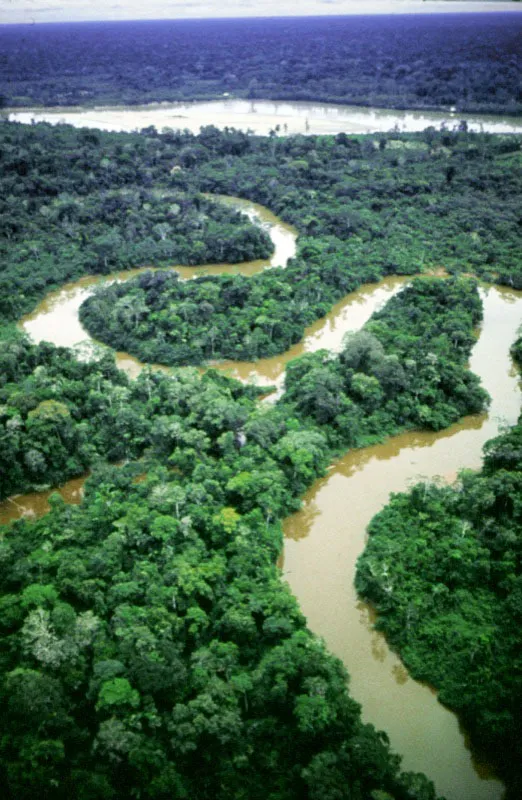 Los serpenteantes ros del Amazonas son claras muestras de la riqueza vegetal de la selva hmeda tropical colombiana. Carlos Castao