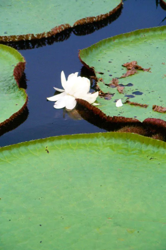 En medio de los ros y lagunas de la selva tropical, junto a los animales salvajes que merodean en busca de su presa, testigos de todos los viajeros que han atravesado la corriente en busca de flores, aparecen del Amazonas aparentemente indefenso en medio del agua. y los lotos rosados y blancos, desafiando las peores circunstancias del clima. Benjamn Villegas