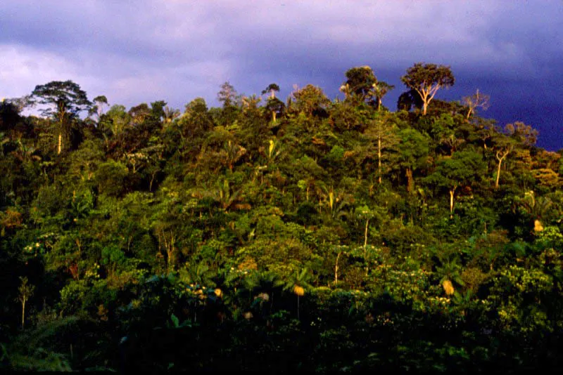 Tpica selva hmeda tropical.  Diego Miguel Garcs