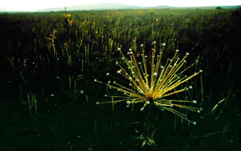 Región cálida de la costa tropical, cerca a las hoyas de los ríos Amazonas y Orinoco. Aldo Brando