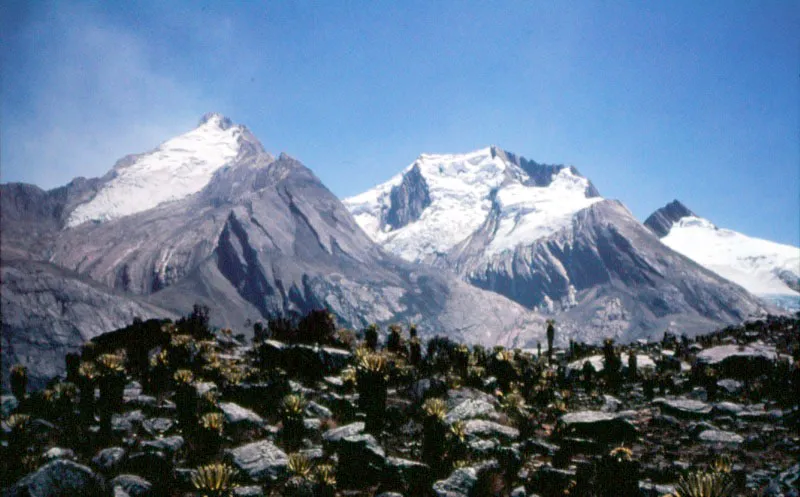 Contra el blanco centellante de la nieve, en medio del fro que todo lo paraliza, los frailejones con sus flores, son capaces de soportarlo todo, son los habitantes silenciosos de los pramos, ecosistemas inmensamente ricos en diminutos microorganismos y flores, que dan nacimiento a las aguas. Jos Fernando Machado