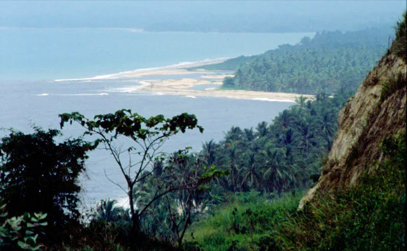 Plantas tpicas de la Costa Atlntica colombiana, las palmeras forman parte de una vegetacin exuberante que va acomodndose a los distintos niveles topogrficos y climticos.  Jos Fernando Machado