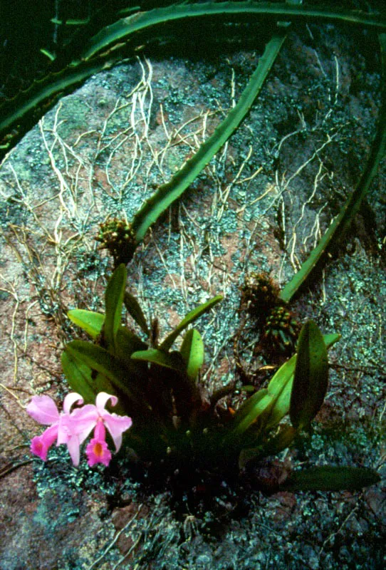 Orqudea Cattleya Trianae, asociada con la pitaya.  Aldo Brando