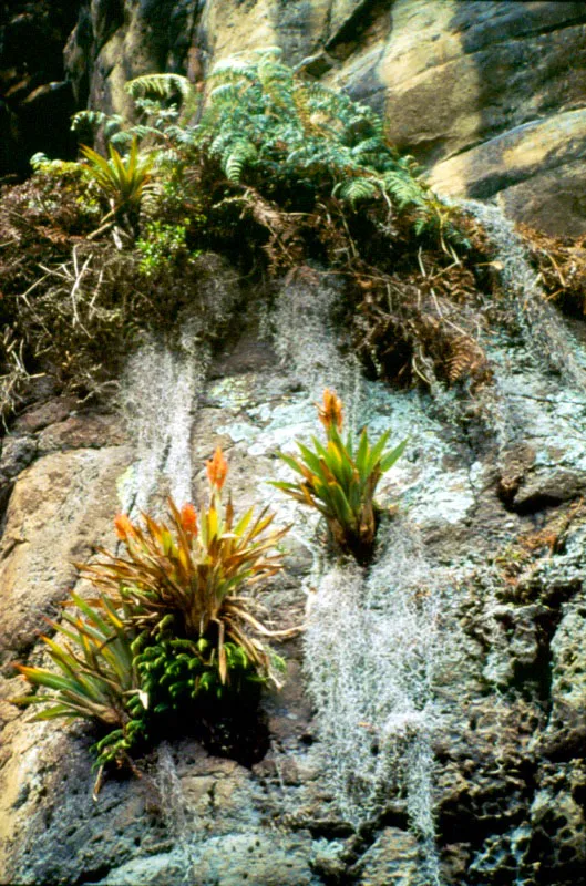 Dos bromeliáceas, solitarias y silvestres, llamadas cardos y barbas de viejo. Aldo Brando