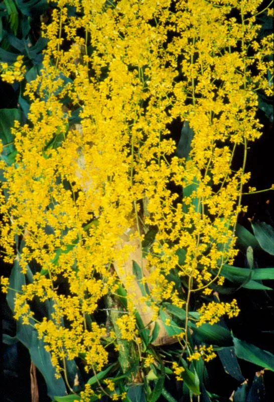 Orquídea lluvia de oro del pie de monte de Herbeo. Andrés Sierra