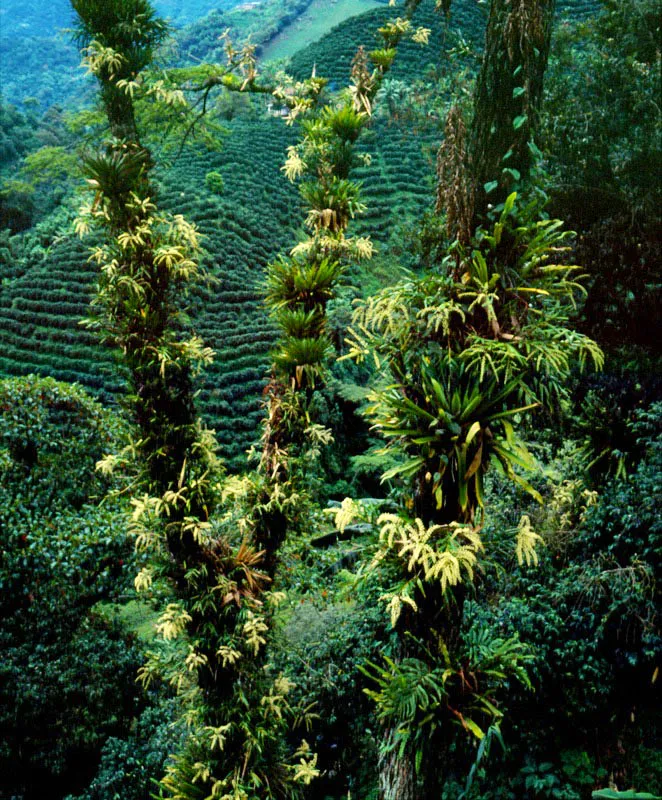 "Besitos", llamados as porque se pueden dar en cualquier parte, recubriendo el terreno de un bosque de bambusa guadua, una de las plantas ms tiles y hermosas de Colombia.  Jorge Eduardo Arango