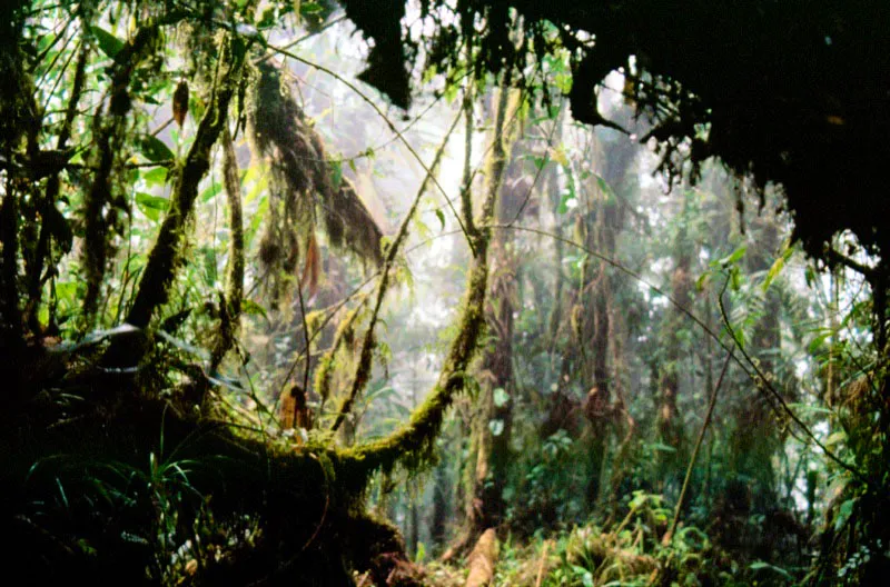 Selva hmeda y cubierta por la niebla donde crecen en asocio musgos, araceas como los philodendros, anturios y otras especies.  Diego Miguel Garcs