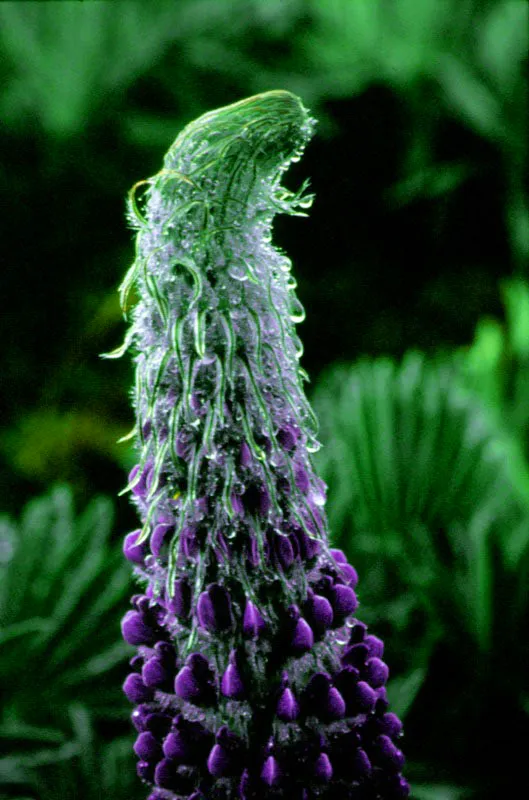 Flor de badea. Aldo Brando