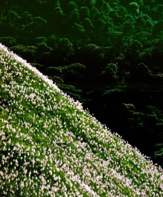 Flores de la caña de azúcar. Jorge Eduardo Arango