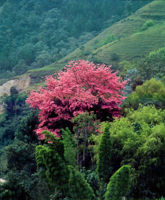 Guayacn rosado.  Jorge Eduardo Arango