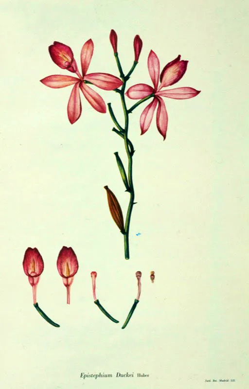 Grabados de Nicolai Josephi Jacquin, 1780, la caracterizacin de la flor de la orqudea epistefium. Oscar Monsalve