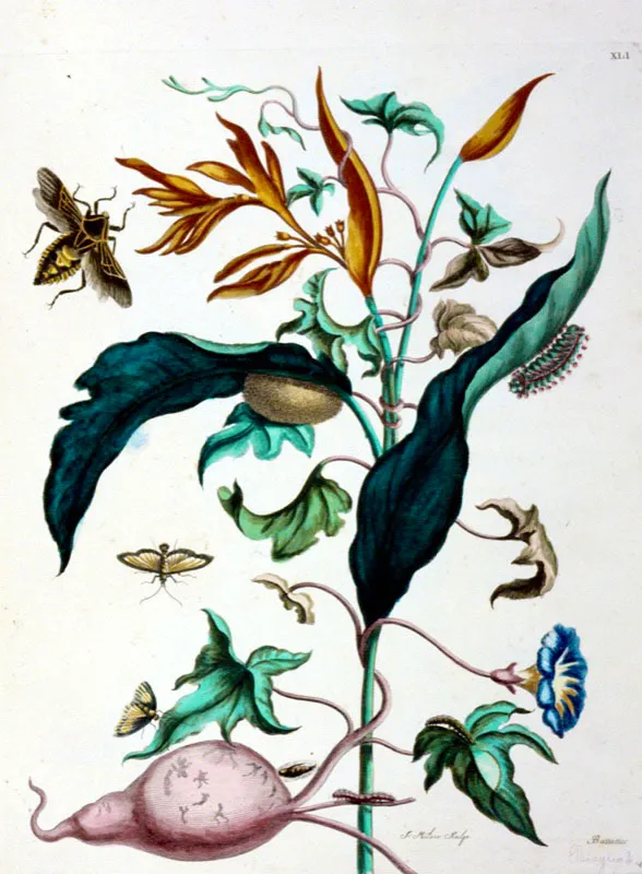 Dentro de la biblioteca personal del sabio Mutis se encontraba una obra importante, el "Recueil des plantes de Indies" de M.S Merian, libro que inspir la realizacin de los dibujos de la flora de Bogot. Planta de la familia convulvaceae. Oscar Monsalve