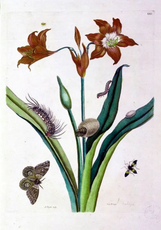 Dentro de la biblioteca personal del sabio Mutis se encontraba una obra importante, el "Recueil des plantes de Indies" de M.S Merian, libro que inspir la realizacin de los dibujos de la flora de Bogot. Tulipn mostrando su inflorescencia en escapo. Oscar Monsalve