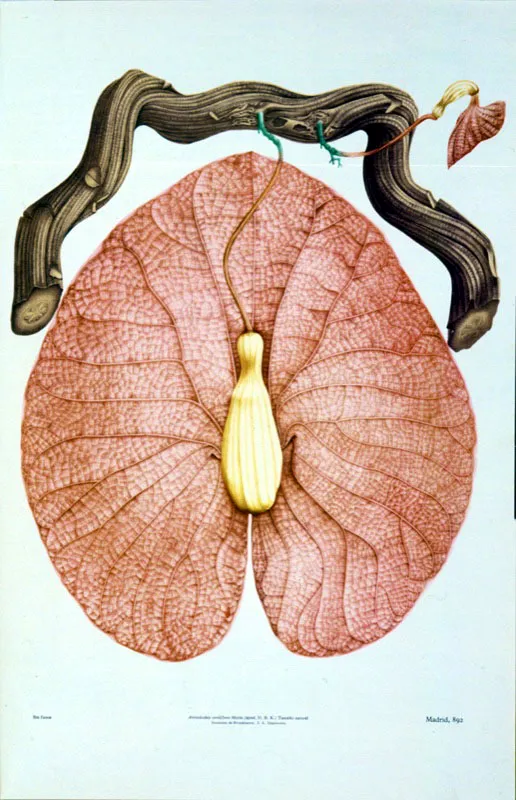 Flor aumentada del bejuco, caracterstica de la familia Aristolochiaceae.  Oscar Monsalve