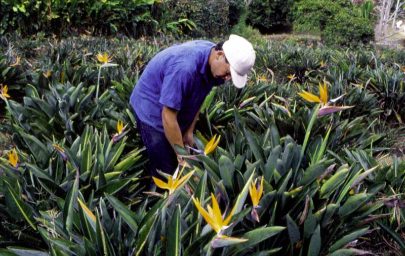 Para muchos colombianos, una de las diversiones de fin de semana, est en el cuidado de sus jardines, a los cuales se dedican tiempo y dinero, y una de las costumbres arraigadas entre ellos, es la de intercambiar especies, hacer cruces, y experimentar con el fin de lograr flores ms perfectas y hermosas. Jos Fernando Machado