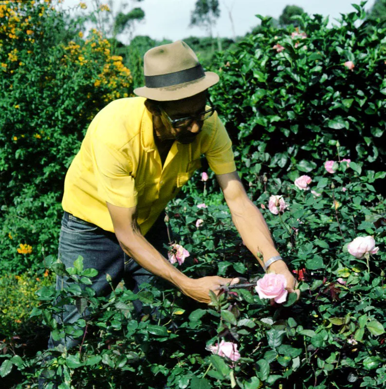 Para muchos colombianos, una de las diversiones de fin de semana, est en el cuidado de sus jardines, a los cuales se dedican tiempo y dinero, y una de las costumbres arraigadas entre ellos, es la de intercambiar especies, hacer cruces, y experimentar con el fin de lograr flores ms perfectas y hermosas. Jos Fernando Machado