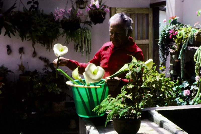 Para muchos colombianos, una de las diversiones de fin de semana, est en el cuidado de sus jardines, a los cuales se dedican tiempo y dinero, y una de las costumbres arraigadas entre ellos, es la de intercambiar especies, hacer cruces, y experimentar con el fin de lograr flores ms perfectas y hermosas. Pilar Gmez