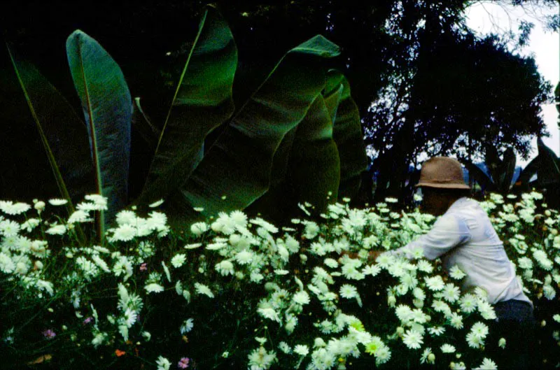 Para muchos colombianos, una de las diversiones de fin de semana, est en el cuidado de sus jardines, a los cuales se dedican tiempo y dinero, y una de las costumbres arraigadas entre ellos, es la de intercambiar especies, hacer cruces, y experimentar con el fin de lograr flores ms perfectas y hermosas. Pilar Gmez