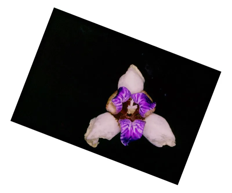 Orquídea. Pilar Gómez