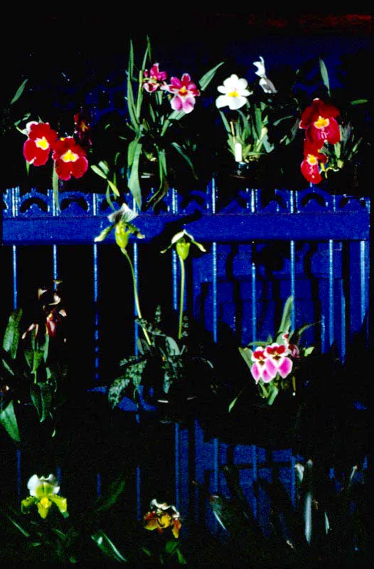 Las orquídeas son ferozmente hermosas y en cualquier lugar que se encuentren, logran llamar la atención. Colombia es uno de los países más ricos en variedades y su exportación ha ido aumentando y tecnificándose más con los años. José Fernando Machado