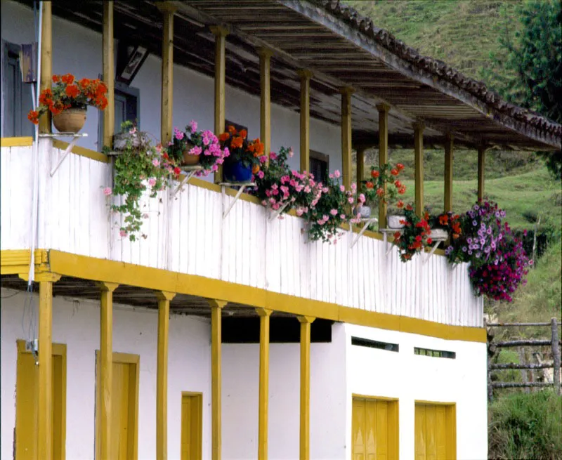 Como en una exposicin permanente, aparecen las macetas de flores con su lluvia de ptalos que baja de los segundos pisos de las casas de la zona cafetera, como una verdadera provocacin para los sentidos.  Jorge Eduardo Arango