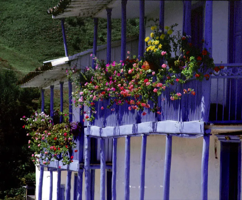 Como en una exposicin permanente, aparecen las macetas de flores con su lluvia de ptalos que baja de los segundos pisos de las casas de la zona cafetera, como una verdadera provocacin para los sentidos.  Jorge Eduardo Arango