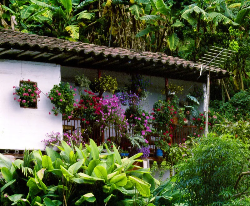 Cuando los españoles llegaron a América, descubrieron que los indígenas utilizaban las flores no sólo como elementos decorativos, de su cuerpo, en sus celebraciones guerreras o religiosas o como base de sus pócimas medicinales, sino también con propósitos mágicos a la entrada de sus casas.
Esa tradición de adornar la vivienda, de preservarla del exterior y sus fuerzas, ha continuando durante varios siglos. Por eso los campesinos de las diferentes regiones y climas usan las flores, para sentirse más acompañados. Jorge Eduardo Arango