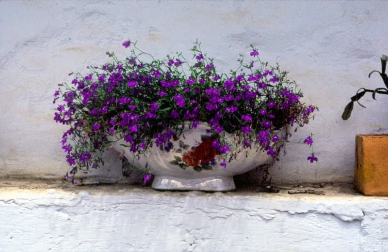 Macetas al exterior de las casas. Jorge Eduardo Arango