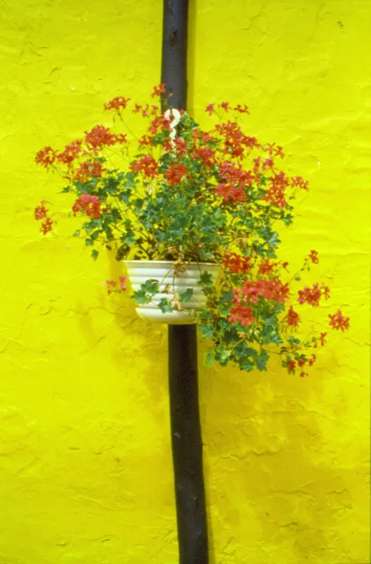 No espectculo ms hermoso que el de las casas campesinas, con sus paredes, puertas, ventanas y patios repletos de flores, flores colocadas en toda clase de recipientes, flores que cuelgan o estn haciendo equilibrio contra las paredes, flores que le imprimen color y vida a esas casas donde hombres, mujeres y nios se acuestan y levantan muy temprano.  El Tiempo