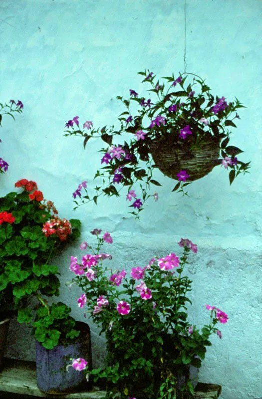 Los besitos, también llamados, chinas o lilas,o bellelenas, según el lugar donde crezcan, las primaveras y las zulias que muestran un colorido contraste, se combinan sin importar su origen, y acompañan silenciosas la vida de los habitantes del campo. José Fernando Machado