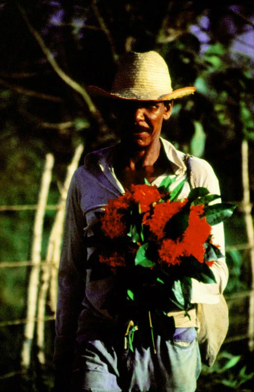 El rostro, la expresión y la actitud de este campesino colombiano refleja la región a la que pertenece (Costa Atlántica), y la relación que tiene con las flores: colares, rojo escarlata, para sorprender a la mujer amada. León Duque