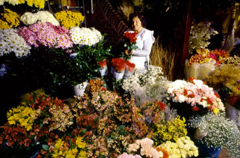 Las flores que se quedan en Colombia, sirven para alegrar las calles y plazas de grandes ciudades y pequeos pueblos. Jos Fernando Machado