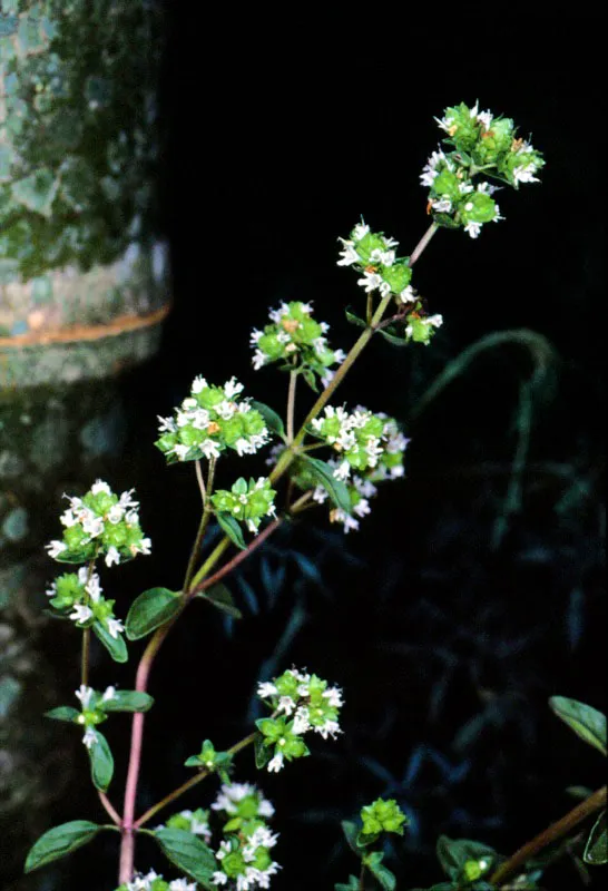 La popular mejorana, de la familia labiatae, estupenda medicina apta para remediar los males estomacales. Tambin se bebe en forma de infusin domestica. Jos Fernando Machado