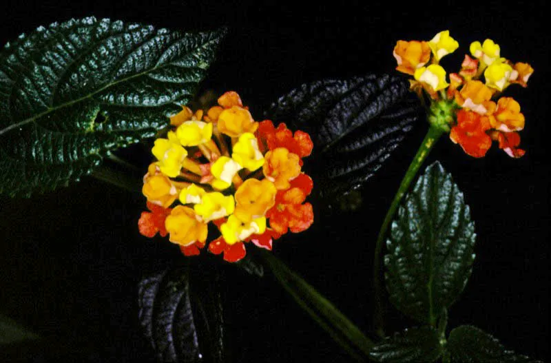 De esta lantana camera, de la familia de las verbenceas han salido numero hbridos ornamentales y medicinales, llamados venturosas.  Jos Fernando Machado