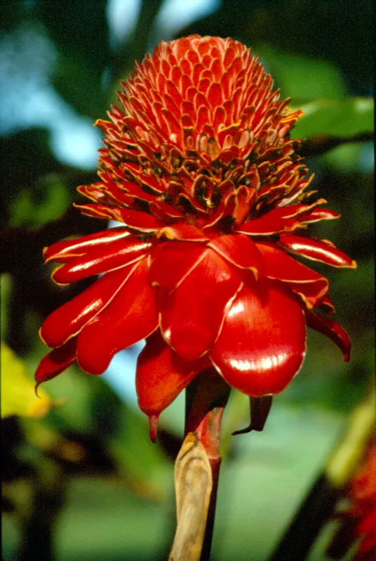 Llamada bastn del Emperador, de la familia de las zingiberceas. Tiene propiedades medicinales caseras y se adapta a distintos climas y condiciones.  Jos Fernando Machado