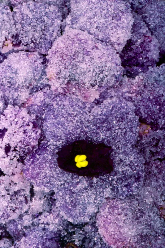 Las flores que dominan aún los más simples actos de los colombianos, han influido en la gastronomía durante todos estos años. Aquí se ponen a prueba el ingenio y la imaginación de estos auténticos artesanos del sabor y el color. José Fernando Machado
