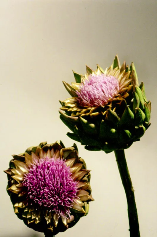 En el folclor musical colombiano existe una cancin llamada Una flor para mascar y en este caso, una flor apetecible como esta presta a toda clase de interpretaciones. Las alcachofas son flores que antes de la inflorescencia son utilizadas, en distintas regiones colombianas, para preparar platos tpicos.  Jos Fernando Machado