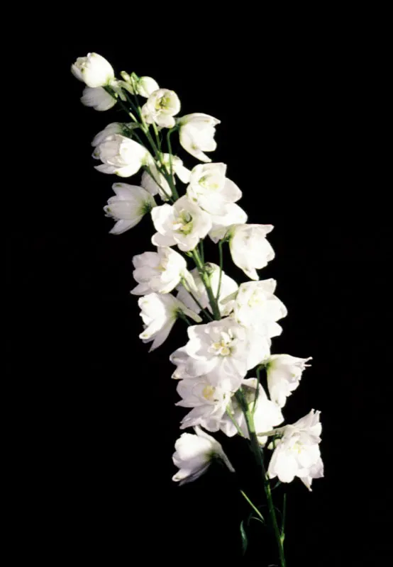 Delfinio - Delphinium José Fernando Machado