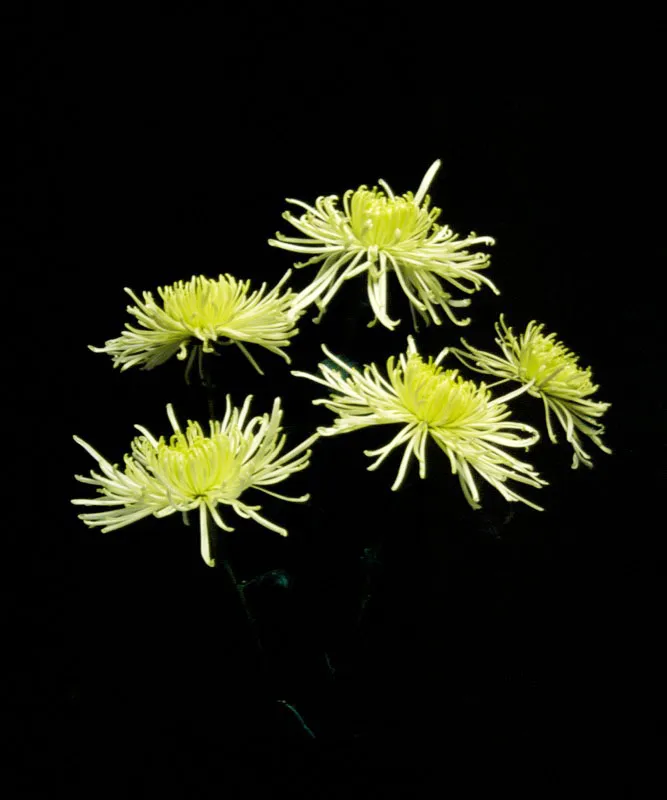 Crisantemo araña - Spider Chrisanthemum Jorge Gamboa
