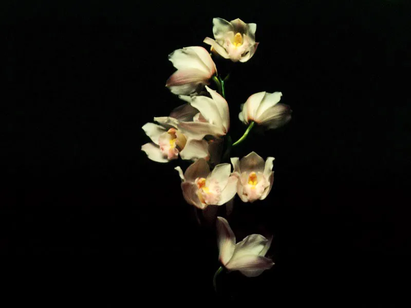 Cymbidium - Cymbidium Jorge Gamboa