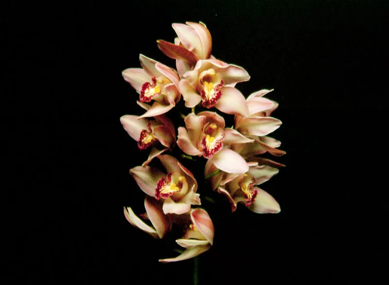 Cymbidium - Cymbidium Jorge Gamboa