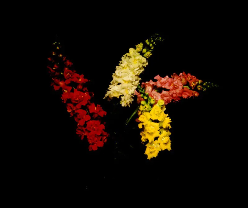 Boca de dragón - Anthirrhinum Jorge Gamboa