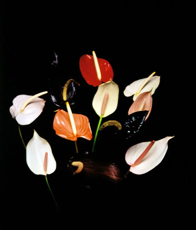 Anturio - Anthurium Jorge Gamboa