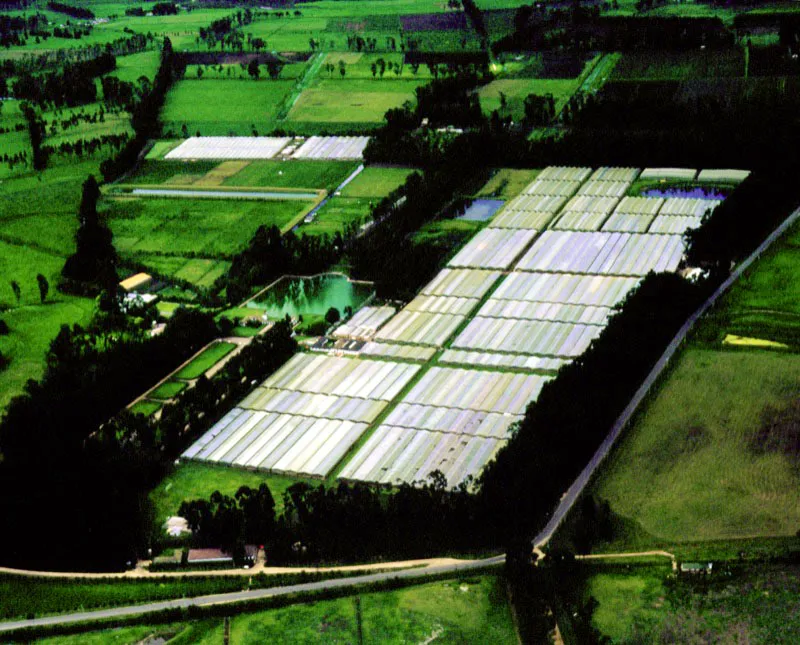 Paralelo al progreso en las técnicas de cultivo, se ha desarrollado el diseño de diversos tipos de invernaderos para hacer óptimas las condiciones ambientales y reducir costos durante el proceso. Rudolf Schrimpff