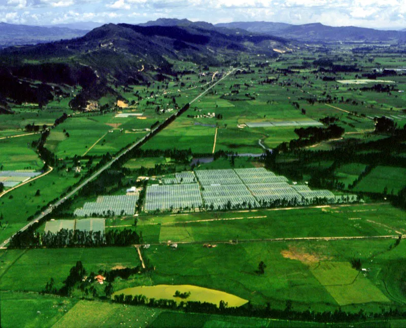 Vista area de uno de los numerosos cultivos de flores de la Sabana de Bogot. Rudolf Schrimpff