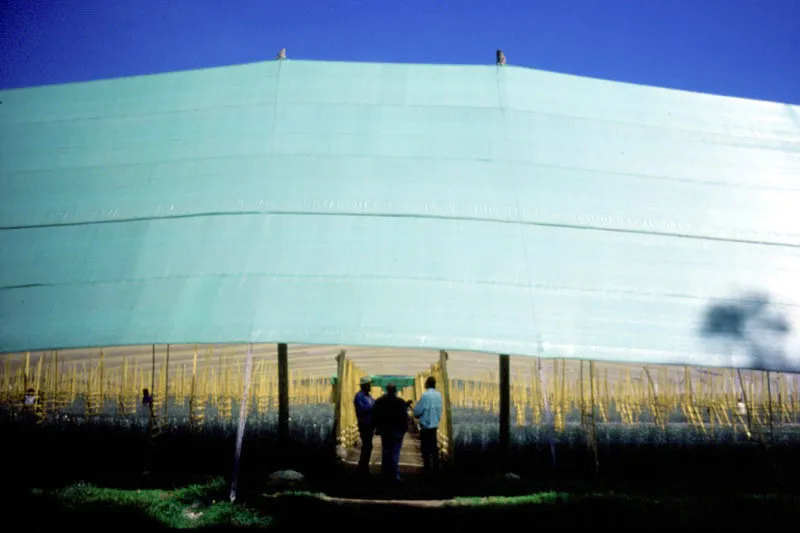 Diferentes formas y materiales son utilizados en la construcción de los invernaderos, lográndose resultados cada vez mejores. El avance de esta agroindustria es el resultado de la iniciativa y capacidad empresarial de los floricultores, de la calificación y entrenamiento del personal técnico y de la racionalización en los procesos productivos. Pilar Gómez