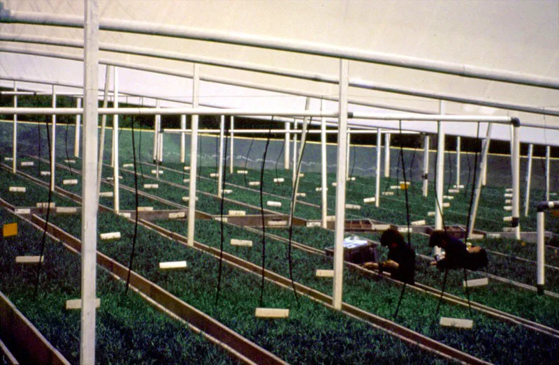 Cosecha de esquejes de clavel en plantas madres, el cuidado de los bancos de encauzamiento y el proceso de fumigación que se realiza con la adecuada protección contra los agroquímicos. Diego Samper